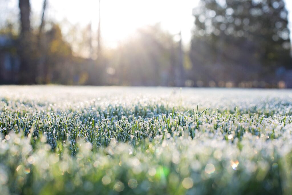 frost on grass, early morning, nature, frost, morning, bokeh in grass, grass